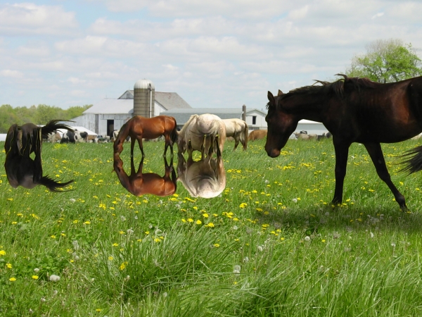 Creation of Spring Graze: Step 9